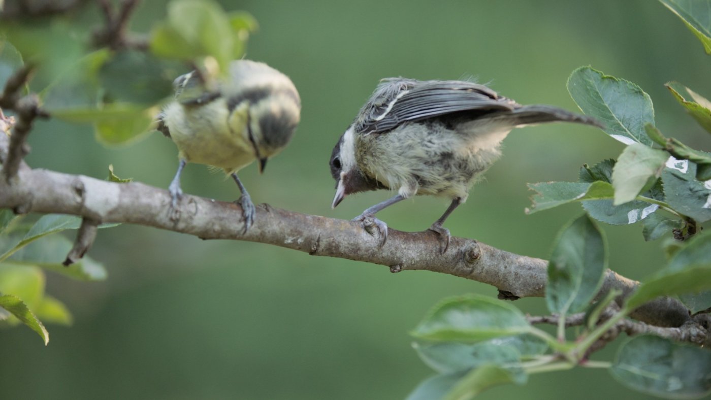 Hier wird gerade eine Gefahr für das Nest im Auge behalten.